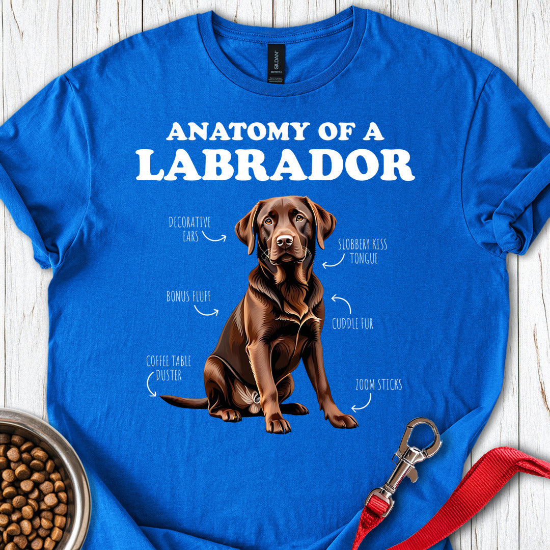 Anatomy Of A Brown Labrador Royal