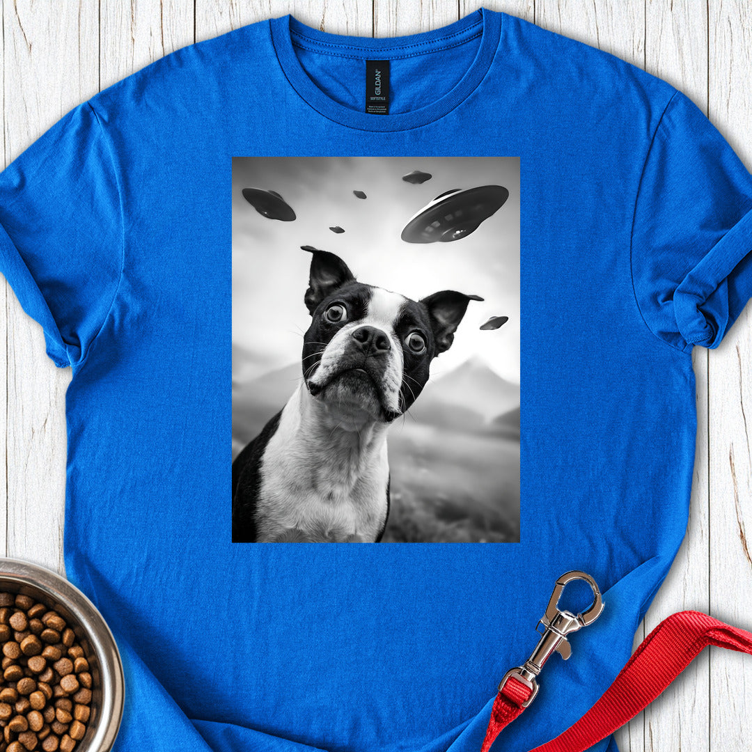 Boston Terrier UFO — Royal