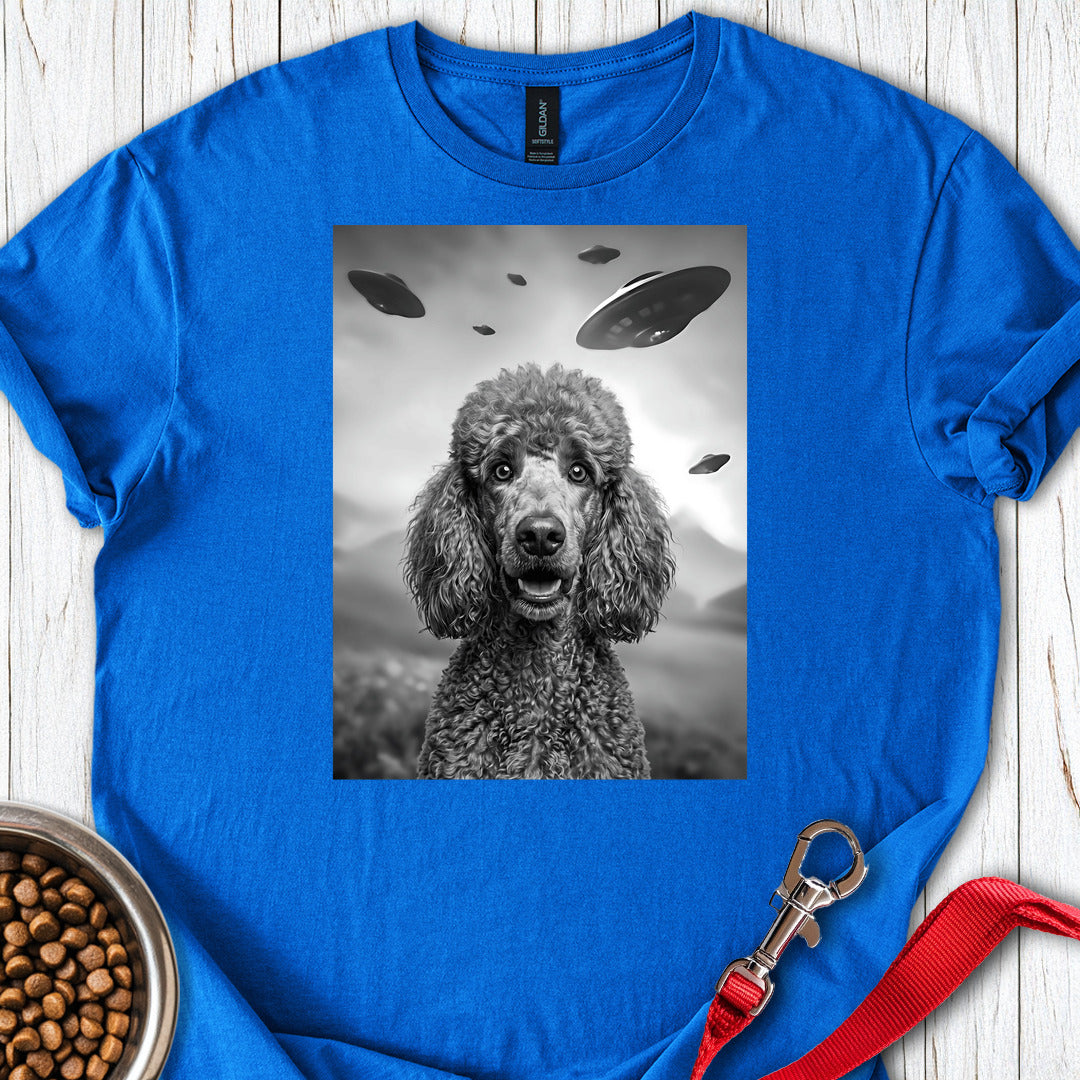 Standard Poodle UFO — Royal