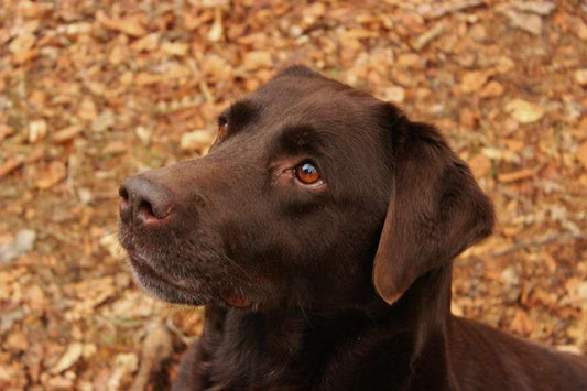 Choky, a chocolate Labrador, looking up among autumn leaves