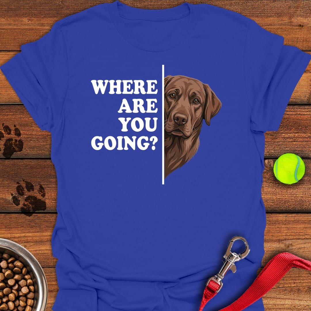 Chocolate Lab Following Royal