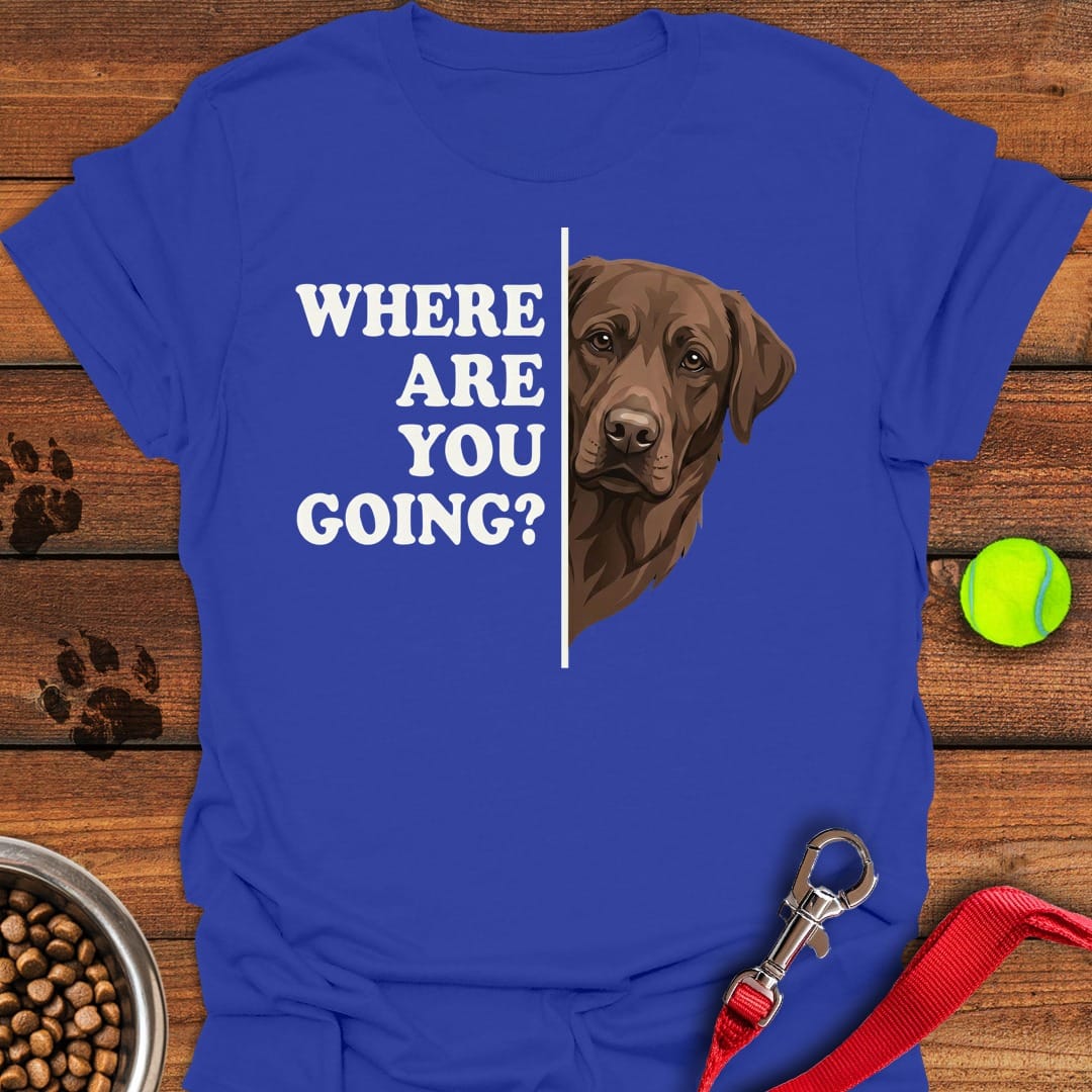 Chocolate Lab Following Royal
