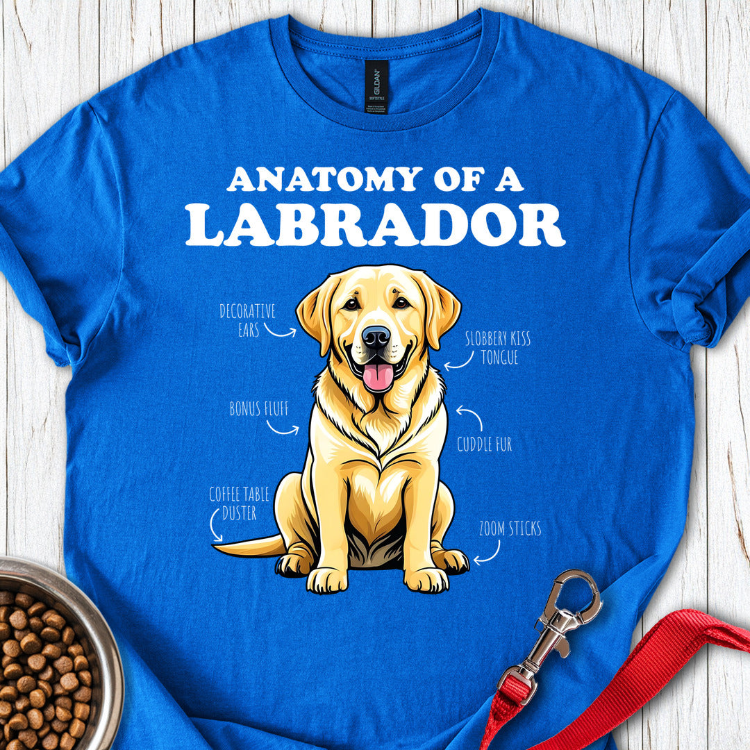 Anatomy Of A Yellow Labrador Royal