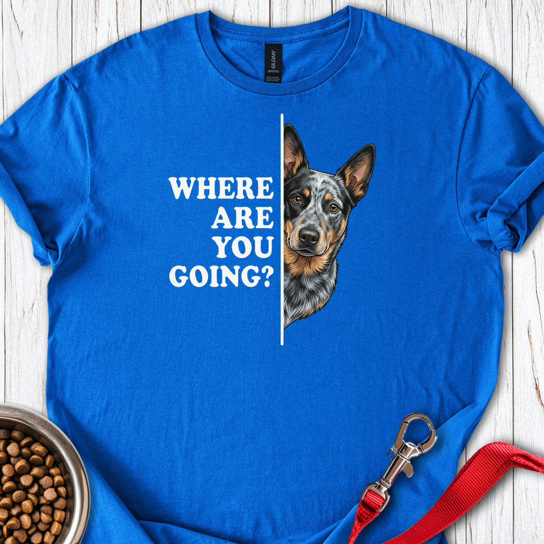 Blue Heeler Following — Royal