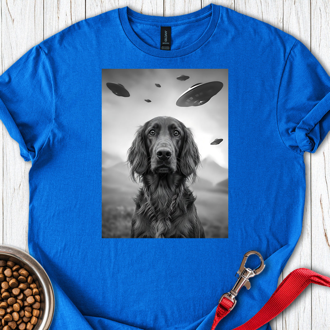 Irish Setter UFO — Royal