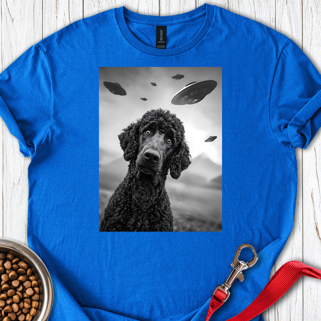 Standard Poodle UFO 2 — Royal